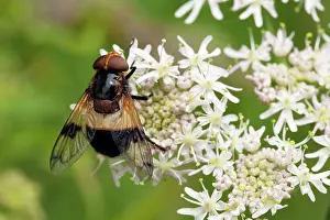 Syrphidae: Pellucid Hoverfly