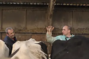 Backs: Pelvic exam of an ill Cow Nord Pas-de Calais France
