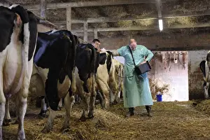 Backs: Pelvic ultrasound examination by a veterinarian