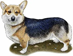 Pembroke: Pembroke welsh corgi