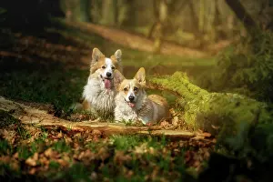 Pembroke: Two Pembroke Welsh Corgi dogs are in the middle