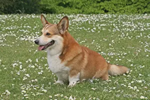 Pembroke: Pembroke Welsh Corgi sitting on a meadow