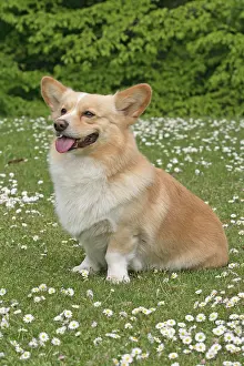Pembroke: Pembroke Welsh Corgi sitting on a meadow Welsh Corgi