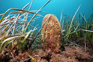 Seashells: Pen shell, Pinna Nobilis and seagrass Meadows, Posidonia Oce