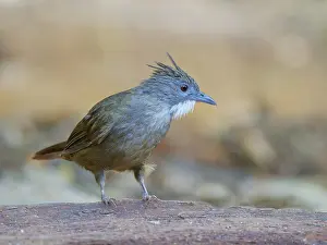 Bulbul: Penan Bulbul Alophoixus ruficrissus Sabah, Malay