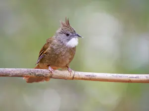 Bulbul: Penan Bulbul Alophoixus ruficrissus Sabah, Malay
