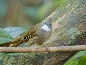 Bulbul: Penan Bulbul Alophoixus ruficrissus Sabah, Malay