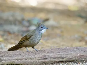 Bulbul: Penan Bulbul Alophoixus ruficrissus Sabah, Malay