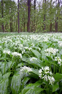 Leek: Pencarrow - Ramsons - Spring