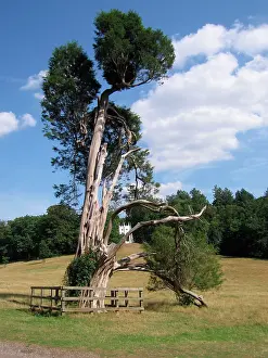 Juniperus: Pencil / Red Cedar Tree, UK
