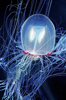 Medusa: Pencillate Jellyfish - (Bell Medusa) - Bioluminescent