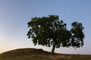 Robur: Pendulate Oak, English Oak - lonely tree at sunrise