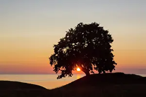 Robur: Pendulate Oak, English Oak - lonely tree at sunrise