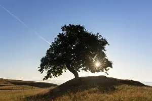 Robur: Pendulate Oak, English Oak - lonely tree at sunrise