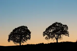 Robur: Pendulate Oak, English Oak - lonely tree at sunset