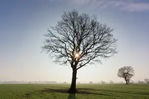 Robur: Pendulate Oak, English Oak - lonely tree at sunset