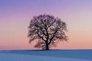 Robur: Pendulate Oak, English Oak - single tree in winter - Germany