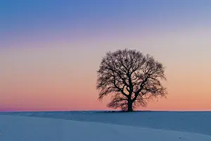 Robur: Pendulate Oak, English Oak - single tree in winter - Germany