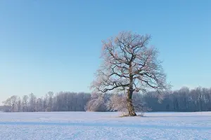 Robur: Pendulate Oak, English Oak - single tree in winter - Germany