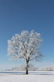 Robur: Pendulate Oak, English Oak - single tree in winter - Germany