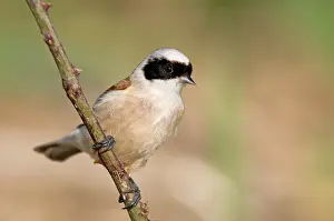 Penduline: Penduline Tit