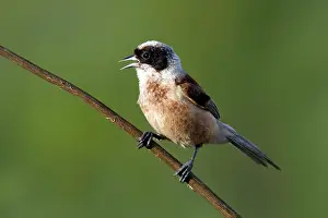 Penduline: Penduline Tit