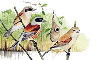 Penduline: Penduline Tit
