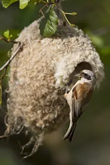Penduline: Penduline Tit - male feeding at nest - Germany
