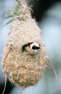 Inspecting: Penduline TIT - Male inspecting newly built nest