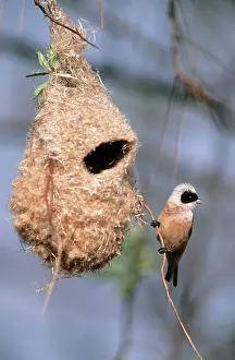 Penduline: Penduline TIT - Male singing in front of nest