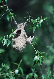 Tits: PENDULINE TIT - AT NEST