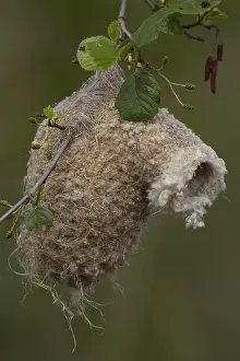 Penduline: Penduline Tit - nest - Germany