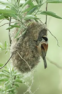 Penduline: Penduline tit - at nest - Romania