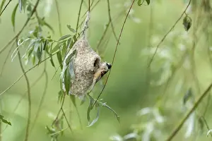 Estuary: Penduline Tit (Remiz pendulinus) building a nest