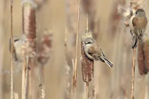 Cattail: three Penduline Tit (Remiz pendulinus) foraging