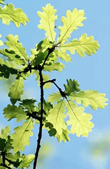 Pendunculate: Pendunculate Oak - leaves