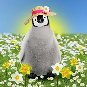 Bonnets: Penguin chick - in spring flowers - daisies and daffodils -