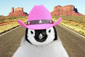 270321: Penguin chick standing on desert road wearing pink cowboy ha