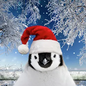 2639: Penguin chick wearing Christmas hat in snow