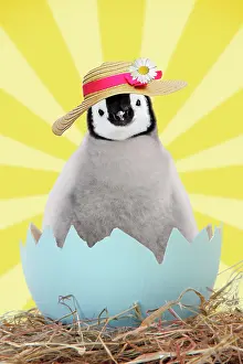 Bonnets: Penguin chick wearing Easter bonnet emerging from egg shell