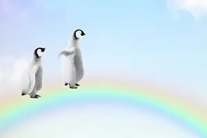 Rainbows: Two Penguin chicks walking, over, a rainbow