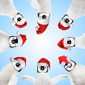 130620: Penguin chicks wearing Christmas hats in a circle