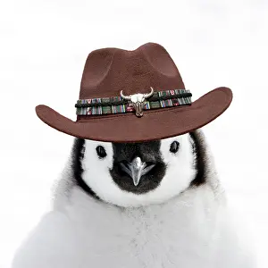 Cowboy: Penguin in a Cowboy Hat