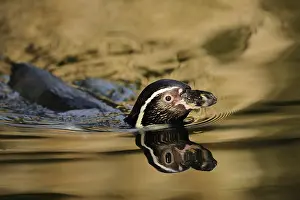 Silence: Penguin swimming in water with reflection on the surface