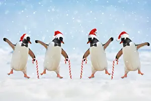 Canes: Penguins