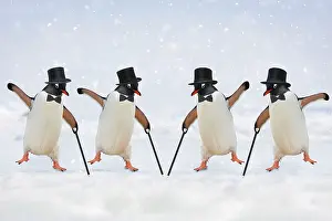 Canes: Penguins - dancing wearing top hats & holding canes
