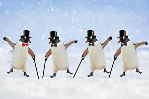 Canes: Penguins - dancing wearing top hats & holding canes