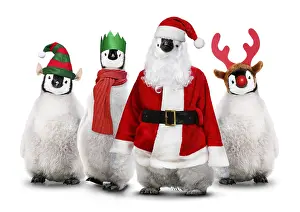 Scarf: Penguins dressed for Christmas
