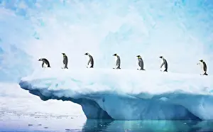 Ardea London: Penguins - line walking along iceberg