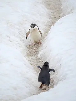 Spheniscidae: Penguins walking to colony. Gentoo penguin in deep snow in